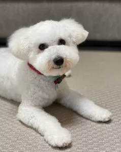 office-dog-coco-238x300