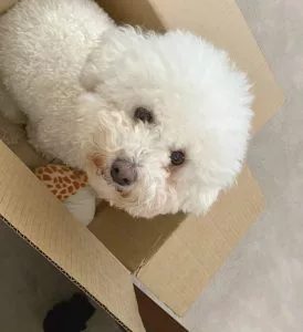 International Dog Day With Cubic Promote