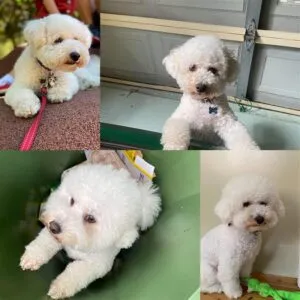 The Appeal of Pet Products in Promo