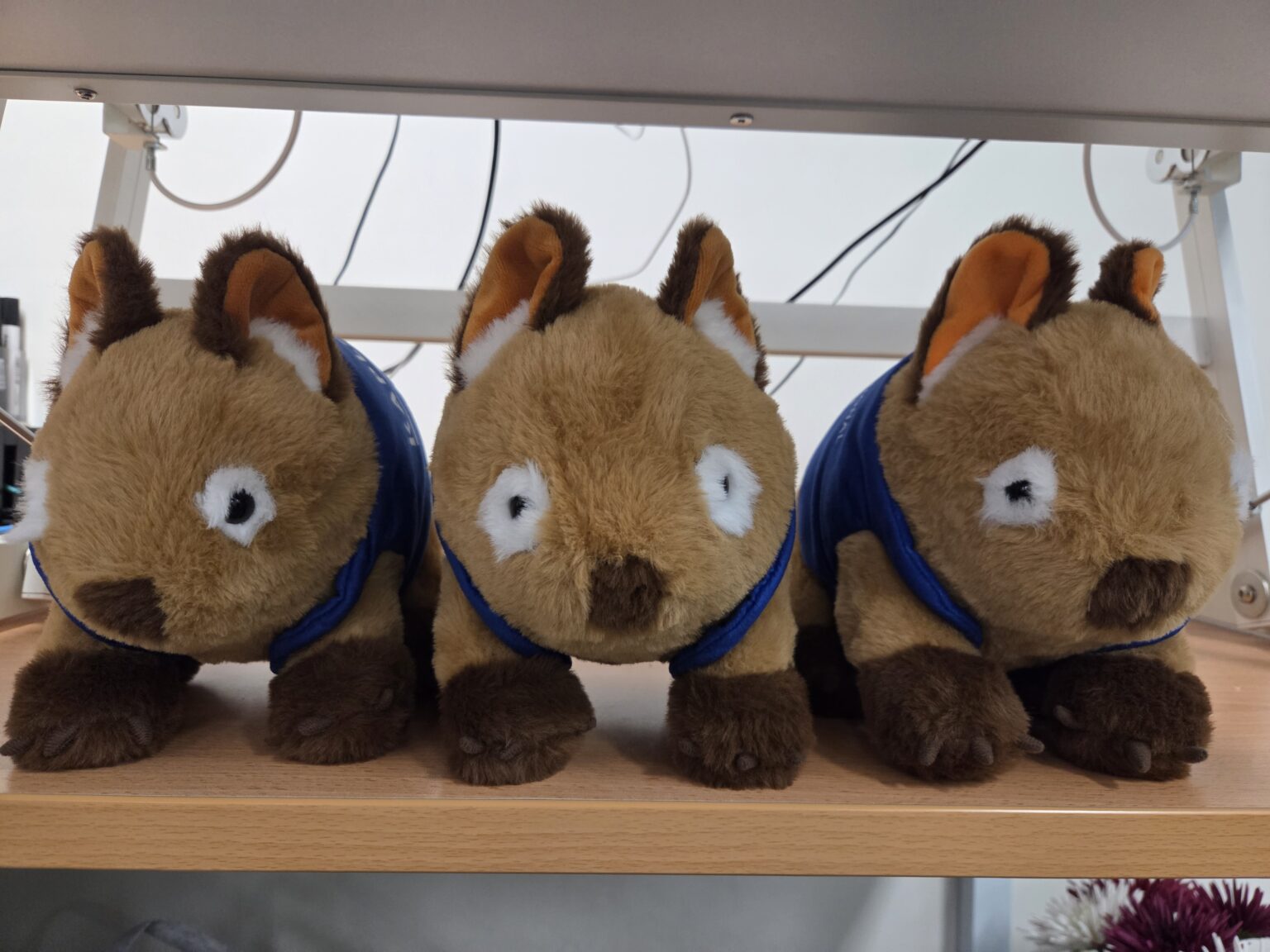 Three custom plushie Wombats side by side, front view.