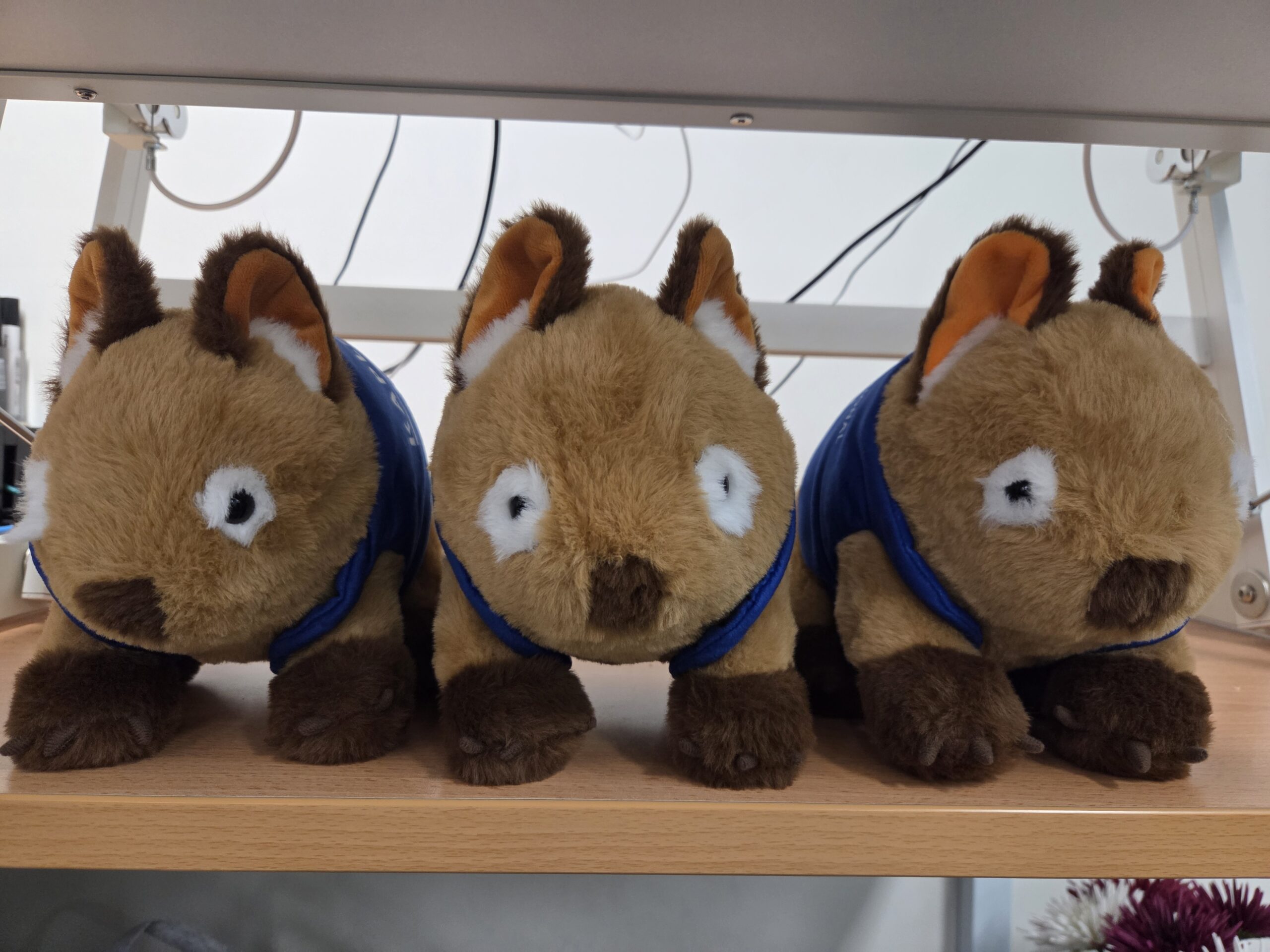 Why These Custom Plush Wombats Are Winning Hearts (and Clients)