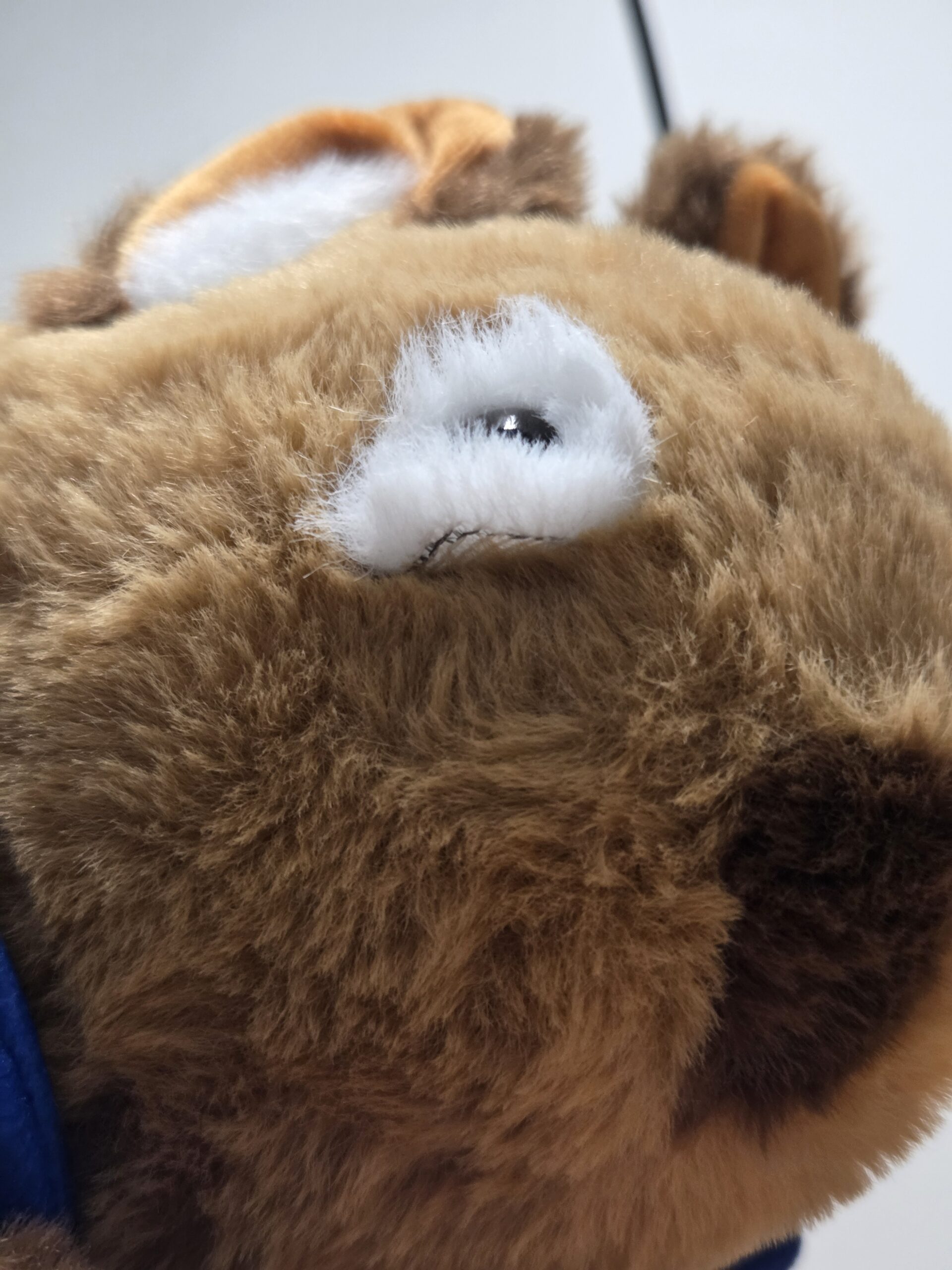 close up of plushie wombat eye